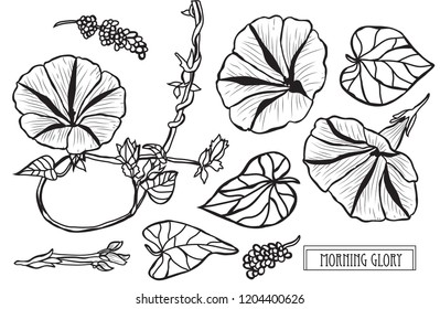 Decorative morning glory flowers ûóå, design elements. Can be used for cards, invitations, banners, posters, print design. Floral background in line art style