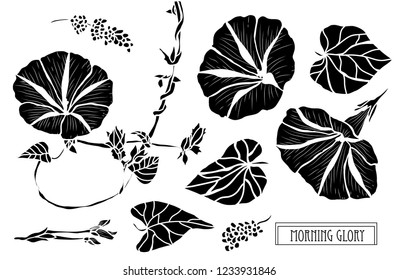 Decorative morning glory flowers set, design elements. Can be used for cards, invitations, banners, posters, print design. Floral background in line art style