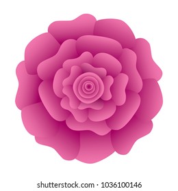 decorative natural carnation flower top view