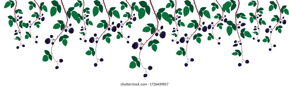 decorative natural rim, blackberry branches vector illustration isolated on white background