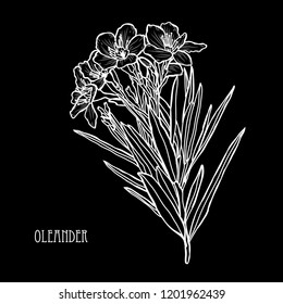 Decorative oleander flowers, design elements. Can be used for cards, invitations, banners, posters, print design. Floral background in line art style
