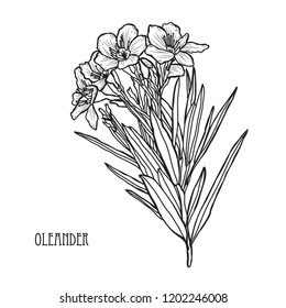 Decorative oleander flowers, design elements. Can be used for cards, invitations, banners, posters, print design. Floral background in line art style