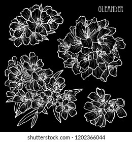Decorative oleander flowers set, design elements. Can be used for cards, invitations, banners, posters, print design. Floral background in line art style