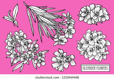 Decorative oleander  flowers set, design elements. Can be used for cards, invitations, banners, posters, print design. Floral background in line art style