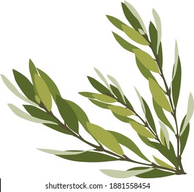 decorative olive brunches isolated bouquet 