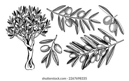 Decorative olive tree branches, leaves, and fruit drawings collection isolated on white background. Olive tree sketches in vintage style. Vector food illustration for oil packaging or product design