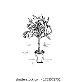 Decorative Olive Tree In A Pot. Single Simple Sketch Elements. Stock Vector Black Outline Illustration Isolated On White Background. Hand Drawn Doodle.