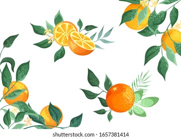 Decorative orange composition, elements isolated on a white background. Orange fruits with leaves and flowers, frame.