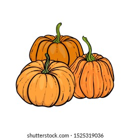 decorative orange pumpkins. Hand drawn sketch vector autumn illustration. Thanksgiving Day, halloween Holiday background. Harvest.