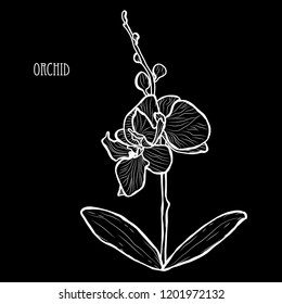 Decorative orchid flowers, design elements. Can be used for cards, invitations, banners, posters, print design. Floral background in line art style