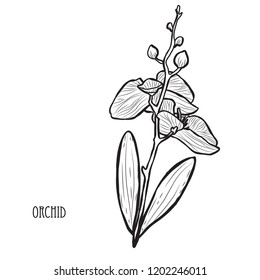 Decorative orchid flowers, design elements. Can be used for cards, invitations, banners, posters, print design. Floral background in line art style