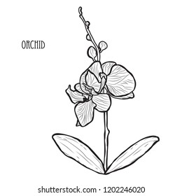 Decorative orchid flowers, design elements. Can be used for cards, invitations, banners, posters, print design. Floral background in line art style