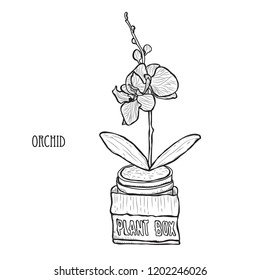 Decorative orchid flowers, design elements. Can be used for cards, invitations, banners, posters, print design. Floral background in line art style