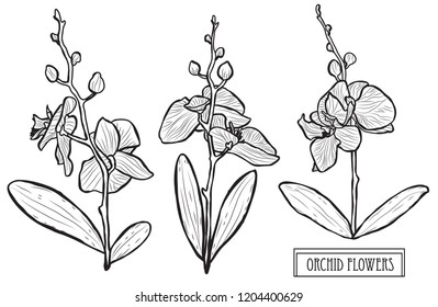 Decorative orchid flowers, design elements. Can be used for cards, invitations, banners, posters, print design. Floral background in line art style