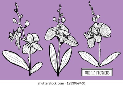 Decorative orchid flowers set, design elements. Can be used for cards, invitations, banners, posters, print design. Floral background in line art style