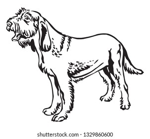 Decorative outline monochrome portrait of standing in profile Spinone Italiano Dog, vector isolated illustration in black color on white background