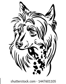 Decorative outline portrait of Chinese Crested Dog, vector illustration in black color isolated on white background. Image for design and tattoo. 