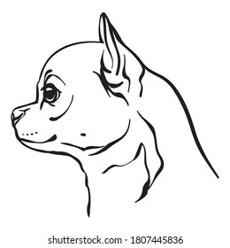 Decorative outline portrait of cute Chihuahua dog vector illustration in black color isolated on white background. Isolated image for design and tattoo.
