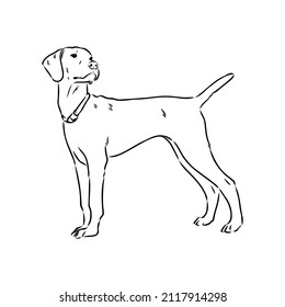 Retrato de contorno decorativo de la ilustración vectorial del perro puntero lindo en color negro aislado en fondo blanco. Imagen aislada para diseño y tatuaje.