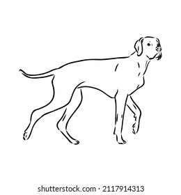 Decorative outline portrait of cute pointer dog vector illustration in black color isolated on white background. Isolated image for design and tattoo.