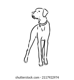 Dekoratives Rahmenporträt süßer Zeiger-Hund-Vektorgrafik in schwarzer Farbe einzeln auf weißem Hintergrund. Einzelbild für Design und Tattoo.