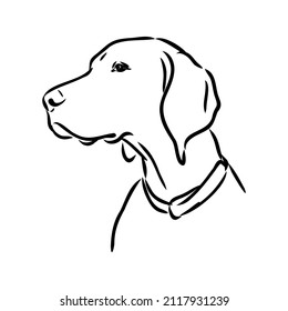Decorative outline portrait of cute pointer dog vector illustration in black color isolated on white background. Isolated image for design and tattoo.