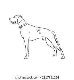 Decorative outline portrait of cute pointer dog vector illustration in black color isolated on white background. Isolated image for design and tattoo.