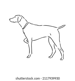Retrato de contorno decorativo de la ilustración vectorial del perro puntero lindo en color negro aislado en fondo blanco. Imagen aislada para diseño y tatuaje.