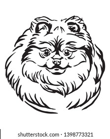 Decorative outline portrait of Pomeranian Dog, vector illustration in black color isolated on white background. Image for design and tattoo. 