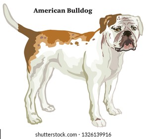 Decorative outline portrait of standing in profile dog American Bulldog, vector colorful illustration isolated on white background. Image for design. 