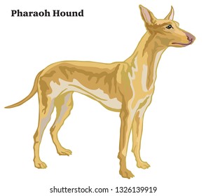 Decorative outline portrait of standing in profile dog Pharaoh Hound, vector colorful illustration isolated on white background. Image for design. 