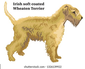 Decorative outline portrait of standing in profile dog Irish soft coated Wheaten Terrier, vector colorful illustration isolated on white background. Image for design. 