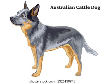 Decorative outline portrait of standing in profile Australian Cattle Dog, vector colorful illustration isolated on white background. Image for design. 