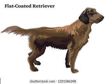 Decorative outline portrait of standing in profile dog Flat-Coated Retriever, vector colorful illustration isolated on white background. Image for design. 