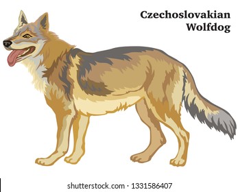 Decorative outline portrait of standing in profile dog Czechoslovakian Wolfdog, vector colorful illustration isolated on white background. Image for design. 