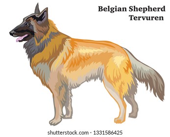 Decorative outline portrait of standing in profile dog Belgian Shepherd Tervuren, vector colorful illustration isolated on white background. Image for design. 
