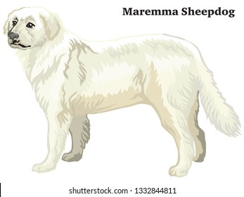 Decorative outline portrait of standing in profile dog Maremma Sheepdog, vector colorful illustration isolated on white background. Image for design. 