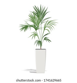 Decorative palm in a flower pot. Green Howea palm-tree in flowerpot isolated on white. Vector illustration. 