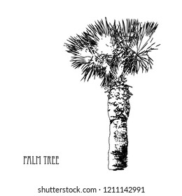 Decorative palm tree, design element. Can be used for cards, invitations, banners, posters, print design, web backgrounds, wallpapers. Exotic, tropical theme