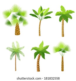 Decorative palm trees icons set isolated vector illustration