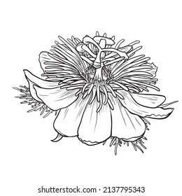 Decorative Passiflora flower passion fruit isolated white background. Hand drawn vector illustration.
