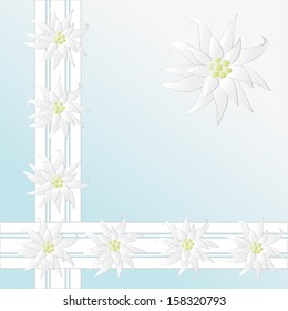 Decorative pattern with Edelweiss as background, vector