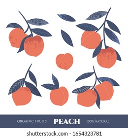 Decorative peaches hand drawn . Vector food illustration. Vintage style