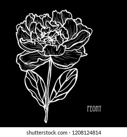 Decorative peony flower, design element. Can be used for cards, invitations, banners, posters, print design. Floral background in line art style