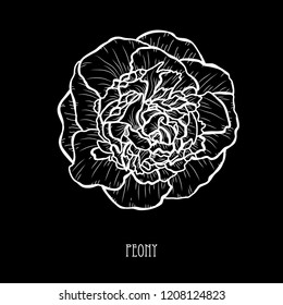 Decorative peony flower, design element. Can be used for cards, invitations, banners, posters, print design. Floral background in line art style