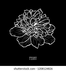 Decorative peony flower, design element. Can be used for cards, invitations, banners, posters, print design. Floral background in line art style