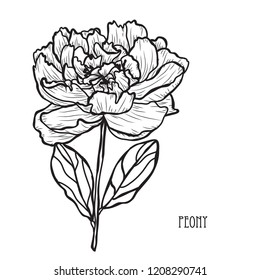 Decorative peony flower, design element. Can be used for cards, invitations, banners, posters, print design. Floral background in line art style