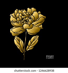 Decorative peony flower, design element. Can be used for cards, invitations, banners, posters, print design. Golden flowers