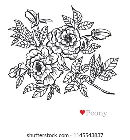 Decorative peony  flowers, design elements. Can be used for cards, invitations, banners, posters, print design. Floral background in line art style