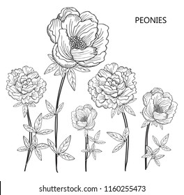 Decorative peony  flowers, design elements. Can be used for cards, invitations, banners, posters, print design. Floral background in line art style